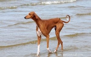 Azawakh Dog Breed: Origins, Traits & Care Guide
