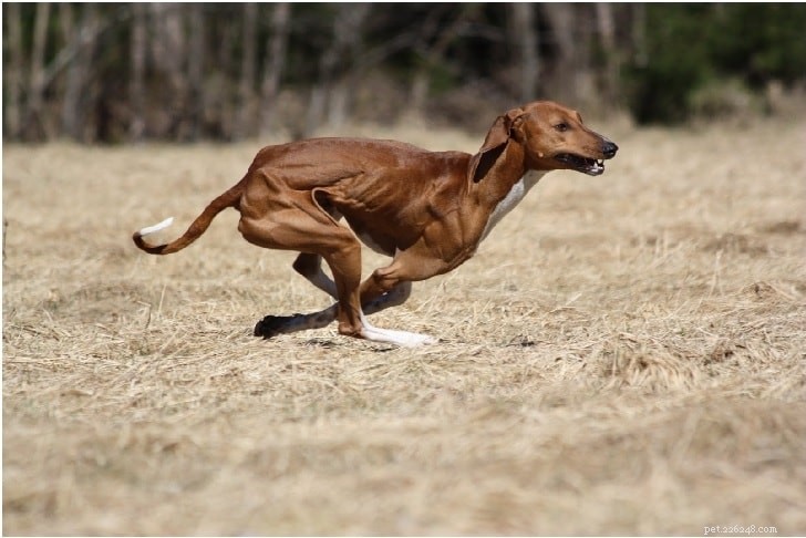 Azawakh Dog Breed: Origins, Traits & Care Guide