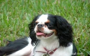 King Charles Spaniel: Complete Breed Guide & Care Tips