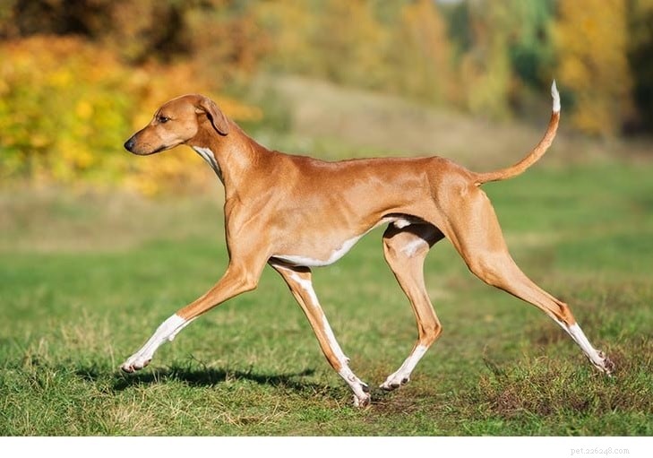 Azawakh Dog Breed: Origins, Traits & Care Guide