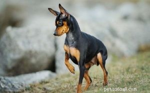 Miniature Pinscher – The Charming, Energetic Toy Dog