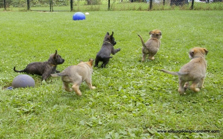 Berger Picard Dog Breed: Complete Guide & Facts
