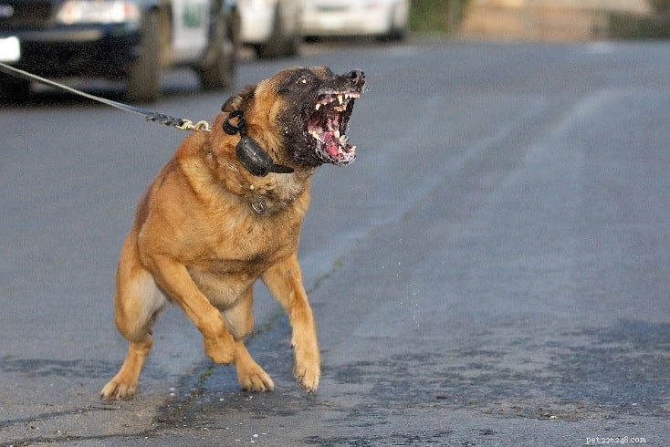 Belgian Malinois: The Ultimate Guide to This Elite Herding Shepherd