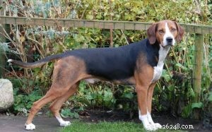 Bavarian Mountain Scent Hound: Comprehensive Breed Profile