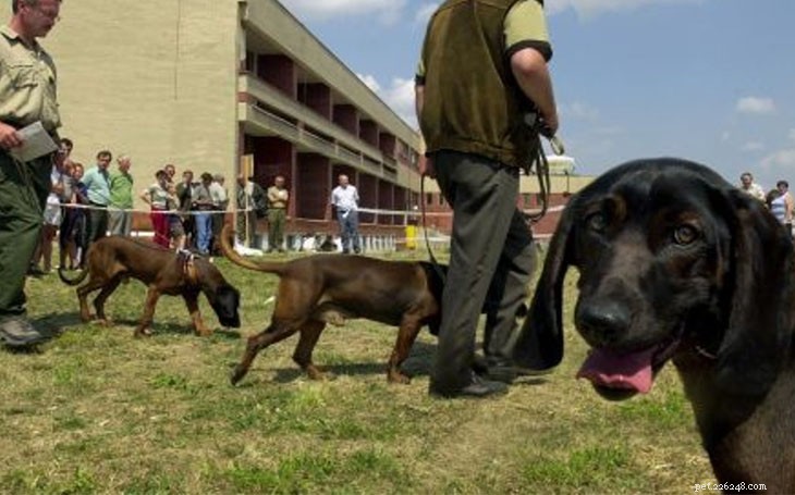 Bavarian Mountain Scent Hound: Comprehensive Breed Profile