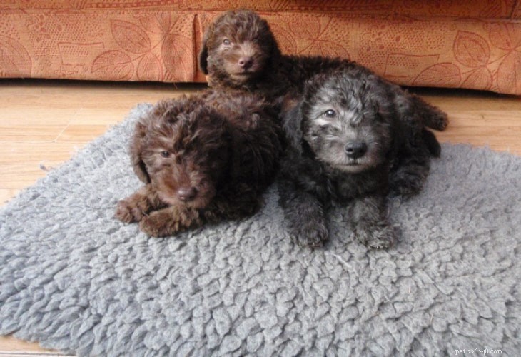 Bedlington Terrier: Complete Breed Profile & Care Guide