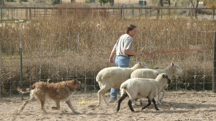 Belgian Laekenois: Classic Belgian Herding Shepherd Breed