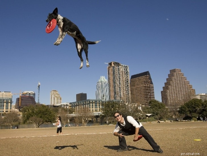 Australian Cattle Dog: Comprehensive Breed Guide