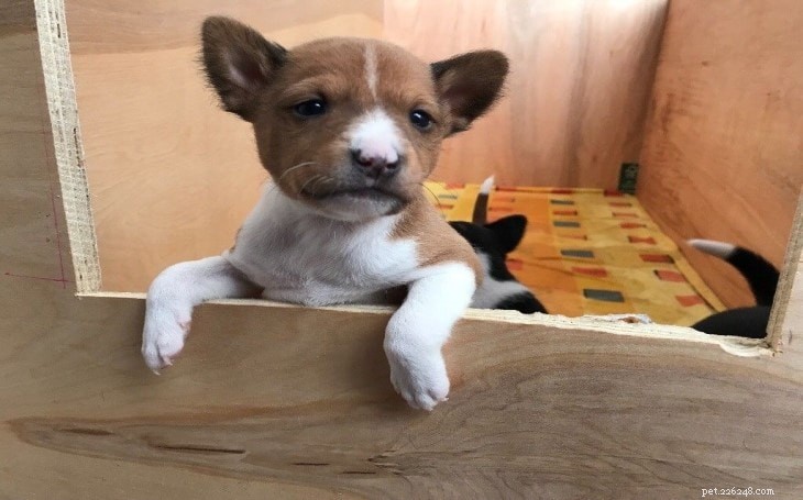 Basenji Dog: History, Traits, and Care Guide