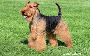 Airedale Terrier: Comprehensive Breed Guide & Care Tips