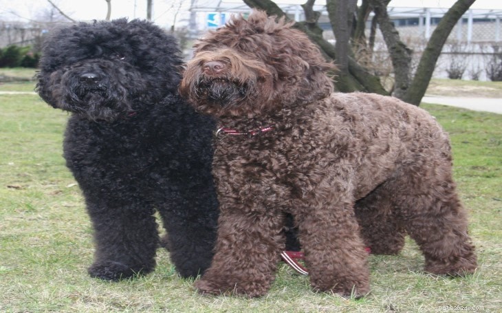 Barbet Dog: French Water Dog Breed Guide