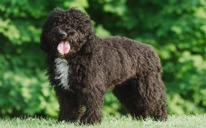 Barbet Dog: French Water Dog Breed Guide