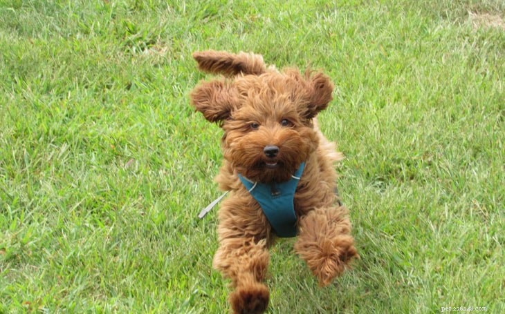 Airedale Terrier: Comprehensive Breed Guide & Care Tips