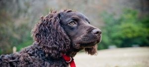 American Water Spaniel: Classic Spaniel Breed Overview