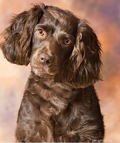 American Water Spaniel: Classic Spaniel Breed Overview