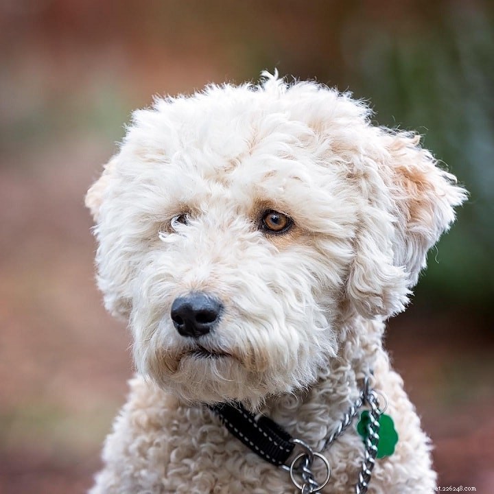 American Water Spaniel: Classic Spaniel Breed Overview