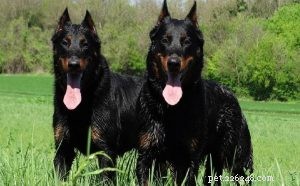 Beauceron Dog Breed: History, Traits, and Care Guide