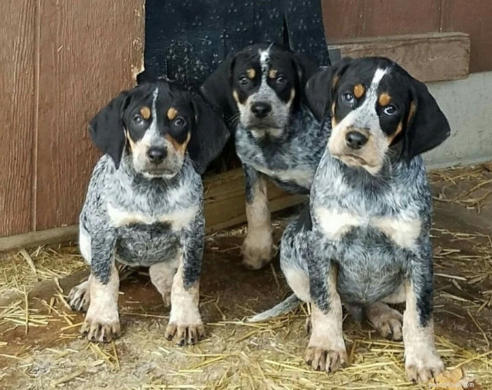 Bluetick Coonhound: Comprehensive Breed Profile & Care Guide