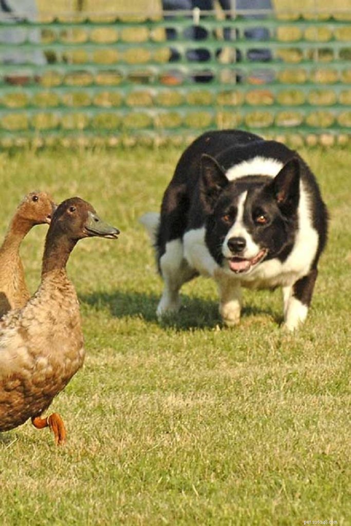 Border Collie: The Smart, Energetic Herding Dog
