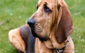 Bloodhound Dog Breed Profile: Traits, Care, and Heritage
