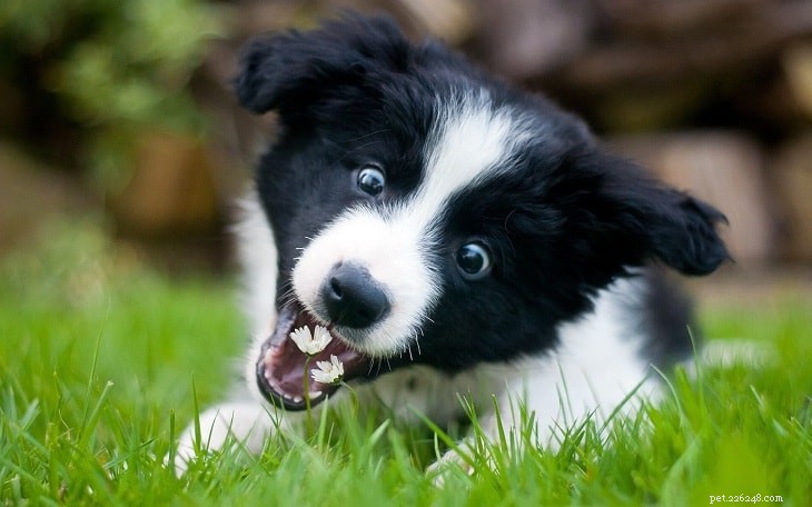 Border Collie: The Smart, Energetic Herding Dog