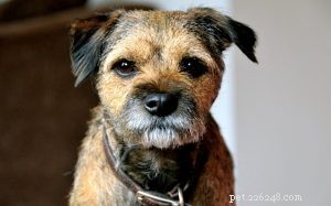 Border Terrier: Traits, Care, and Lifestyle