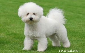 Bichon Frise: Complete Breed Profile & Care Guide
