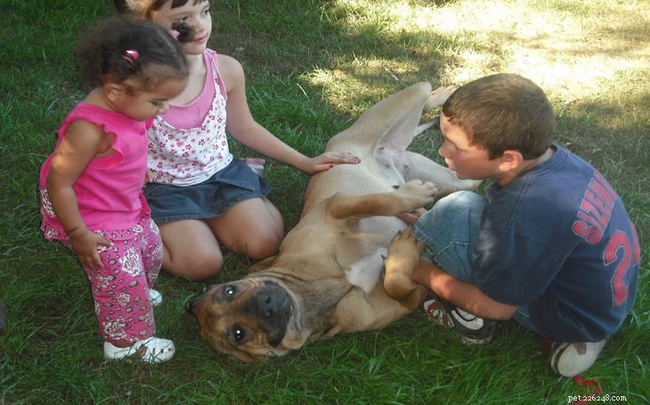 Boerboel Dog Breed Guide: Size, Temperament & Care