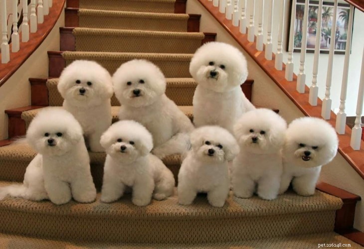 Bichon Frise: Complete Breed Profile & Care Guide