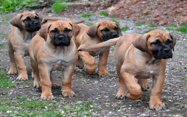 Boerboel Dog Breed Guide: Size, Temperament & Care