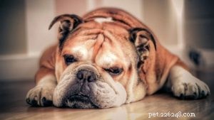 Bulldog Dog Breed Profile: Characteristics, Care, and History