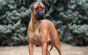 Bullmastiff Dog Breed Profile: Origin, Size, and Care