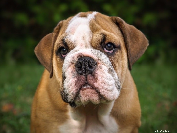 Bullmastiff Dog Breed Profile: Origin, Size, and Care