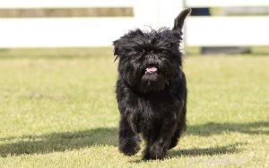 Affenpinscher Terrier: Loyal, Playful Toy Dog