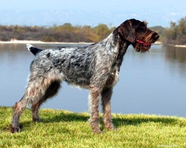 Bullmastiff Dog Breed Profile: Origin, Size, and Care