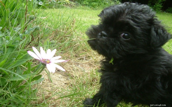 Affenpinscher Terrier: Loyal, Playful Toy Dog