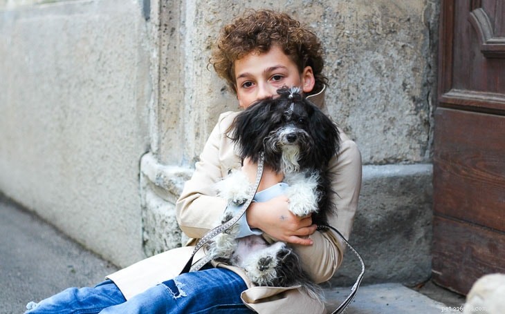 Bolognese Terrier: Comprehensive Breed Profile & Care Guide