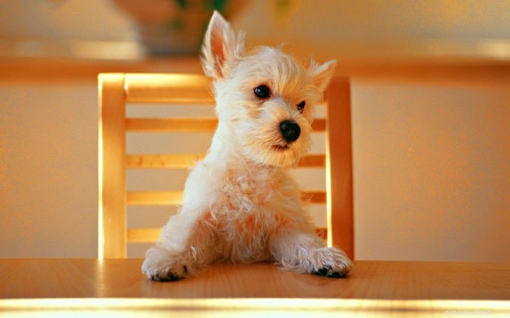 Bolognese Terrier: Comprehensive Breed Profile & Care Guide