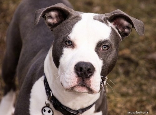 American Staffordshire Terrier: Comprehensive Breed Profile