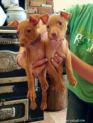 Cirneco dell Etna: Italy’s Historic Sighthound for Small Game