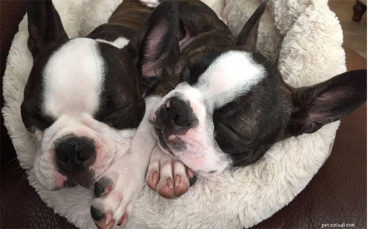 Boston Terrier: Key Facts, Temperament & Care Guide