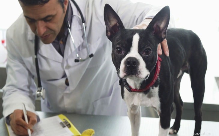 Boston Terrier: Key Facts, Temperament & Care Guide