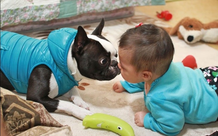 Boston Terrier: Key Facts, Temperament & Care Guide