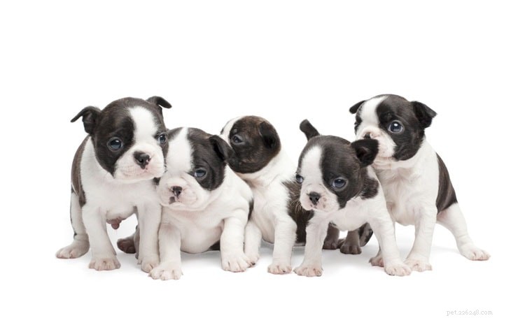 Boston Terrier: Key Facts, Temperament & Care Guide