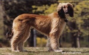 Afghan Hound Dog Breed Guide: Traits, Care, and Lifestyle