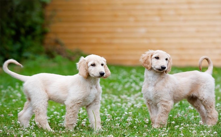 Afghan Hound Dog Breed Guide: Traits, Care, and Lifestyle