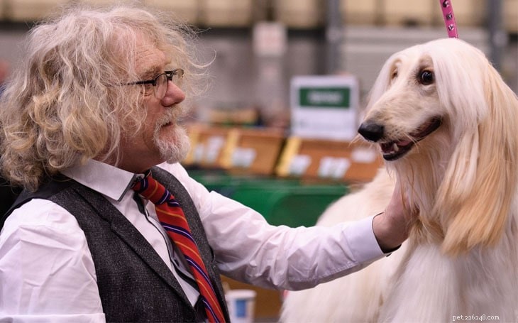 Afghan Hound Dog Breed Guide: Traits, Care, and Lifestyle