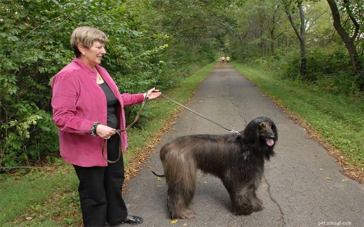 Afghan Hound Dog Breed Guide: Traits, Care, and Lifestyle