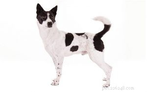 Canaan Dog: History, Traits & Care Guide
