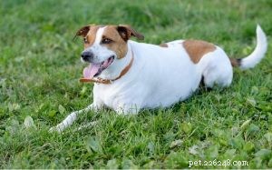 Danish‑Swedish Farmdog: Characteristics, Care, and Heritage